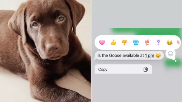 Chocolate Labrador Retriever