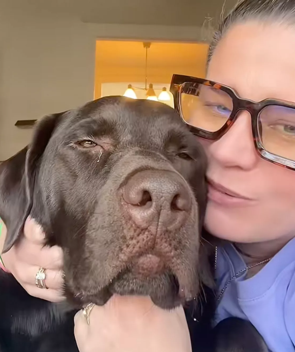 Chocolate Labrador Retriever