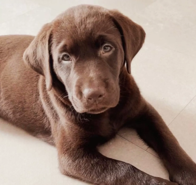 Chocolate Labrador Retriever