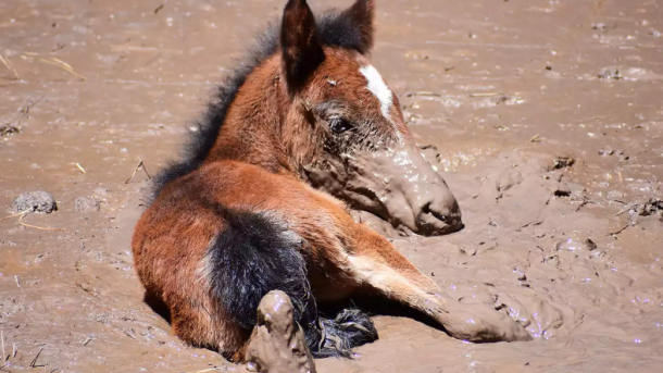 Wild Horse Rescue Arizona