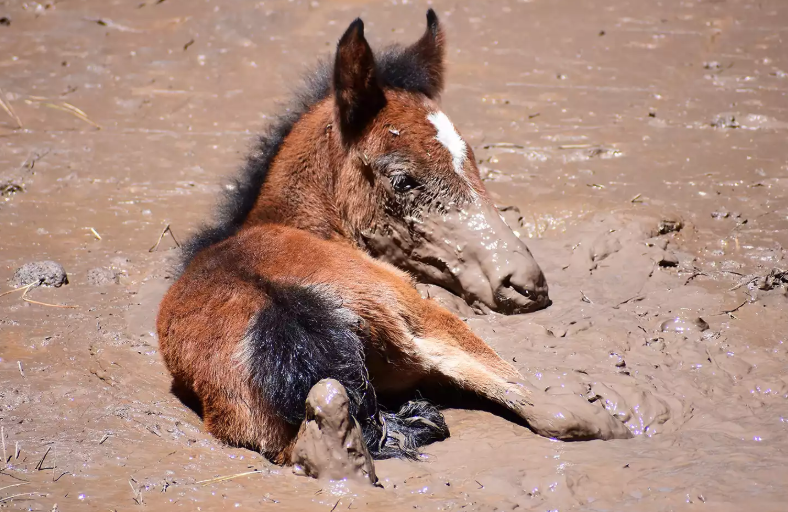Wild Horse Rescue Arizona: Saving Horses From Mud Pits Wild Horse Rescue Arizona