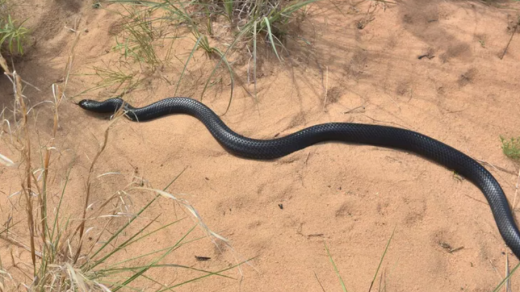 Eastern Indigo Snake Conservation