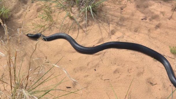 Eastern Indigo Snake Conservation
