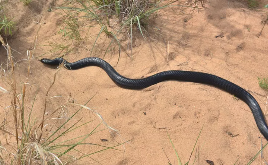 Eastern Indigo Snake Conservation Efforts In Florida Eastern Indigo Snake Conservation