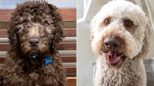 Labradoodle Color Change