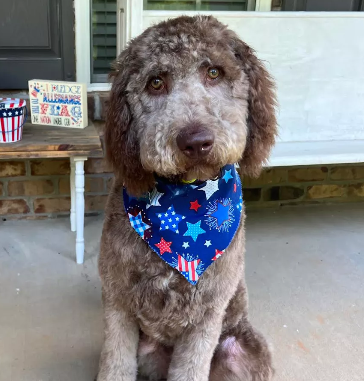 Labradoodle Color Change: A Surprising Transformation Labradoodle Color Change