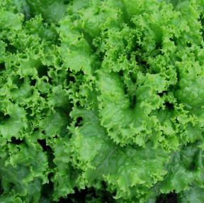 Healthy Vegetable Salad Recipe: Fresh & Flavorful Delight