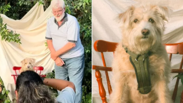 Pet Portrait Photography