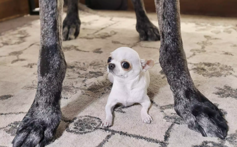 Guinness World Records Dogs: Tallest Meets Smallest Guinness World Records Dogs