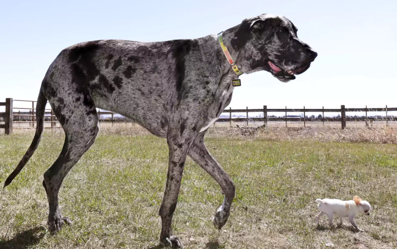 Guinness World Records Dogs: Tallest Meets Smallest Guinness World Records Dogs