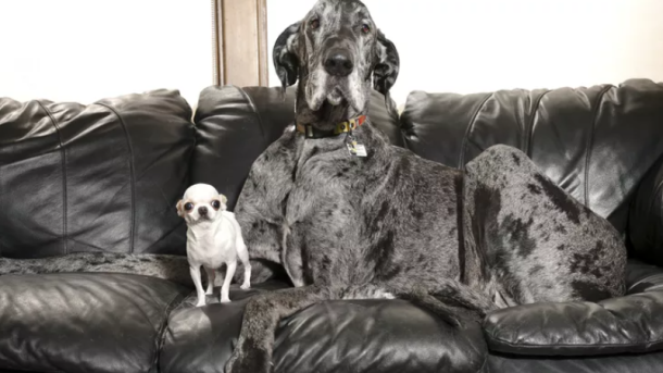 Guinness World Records Dogs
