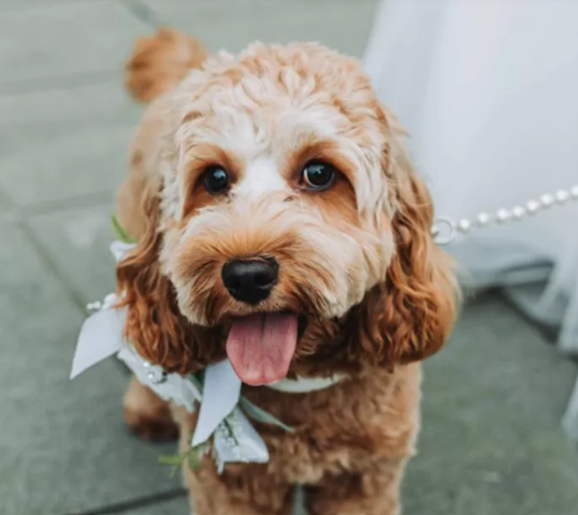 Dog Wedding Chaperone