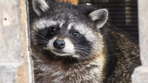 Springfield Ohio Raccoon Meth Pipe