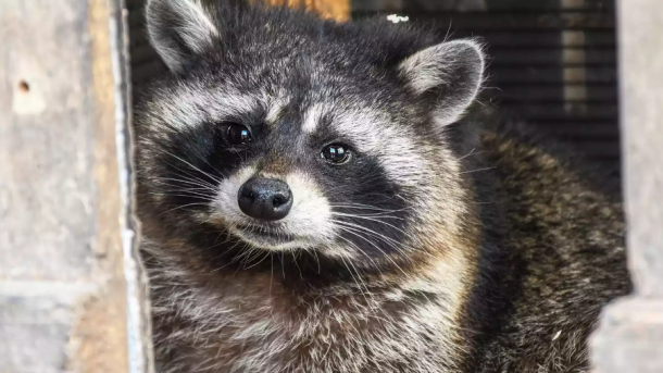 Springfield Ohio Raccoon Meth Pipe