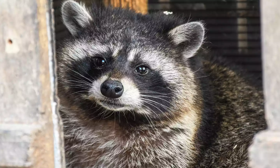 Springfield Ohio Raccoon Meth Pipe Stuns Officers Springfield Ohio Raccoon Meth Pipe