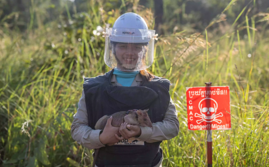 African Giant Pouched Rat Cambodia: Hero In Mine Detection African Giant Pouched Rat Cambodia
