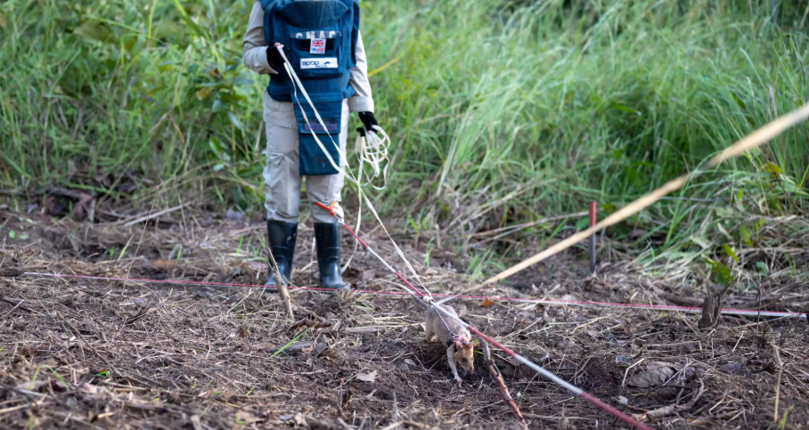 African Giant Pouched Rat Cambodia: Hero In Mine Detection African Giant Pouched Rat Cambodia