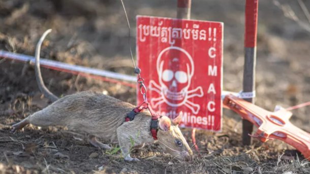 African Giant Pouched Rat Cambodia