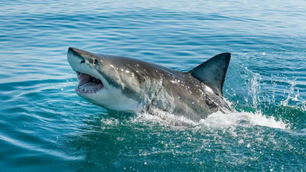 Great White Shark Rescue Australia