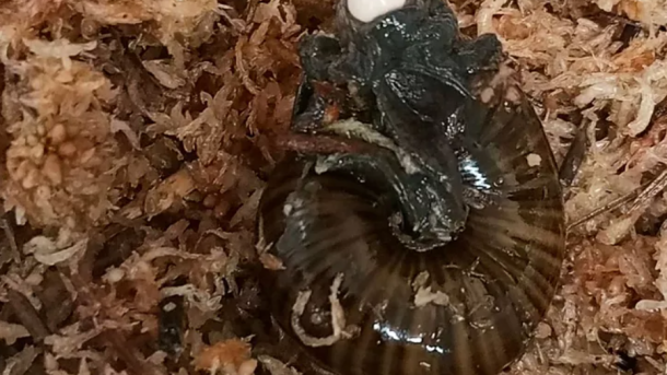 Powelliphanta Augusta Egg Laying