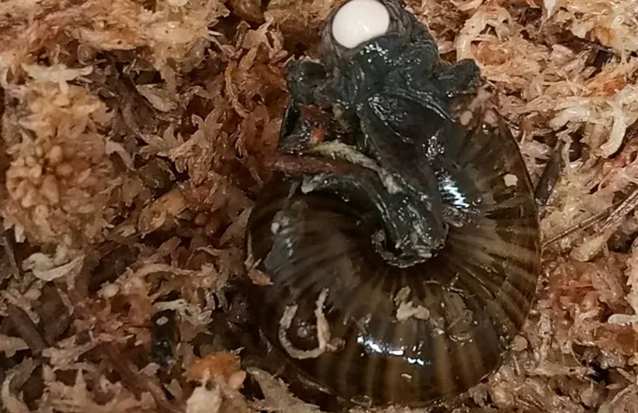 Powelliphanta Augusta Egg Laying Captured In Rare Moment Powelliphanta Augusta Egg Laying