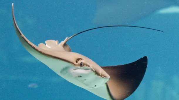 Stingray Attack South Australia