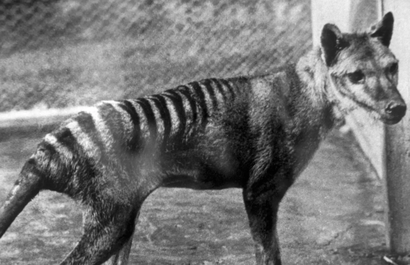 Tasmanian Tiger Genome Sequencing