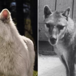 Tasmanian tiger genome sequencing