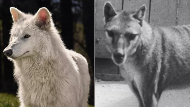 Tasmanian tiger genome sequencing