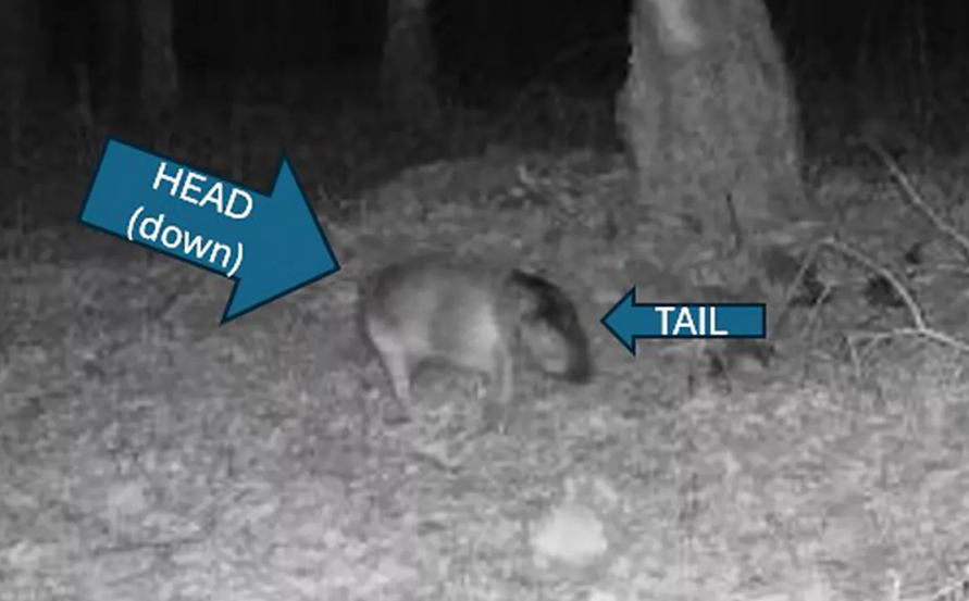 Gray Fox Illusion