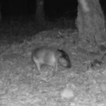 ‘Gray Fox Illusion’