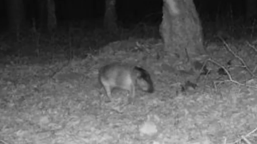 ‘Gray Fox Illusion’