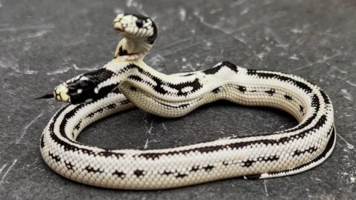 Two-Headed Snake