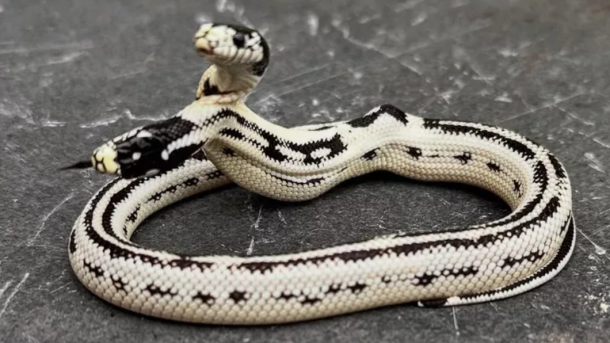 Two-Headed Snake