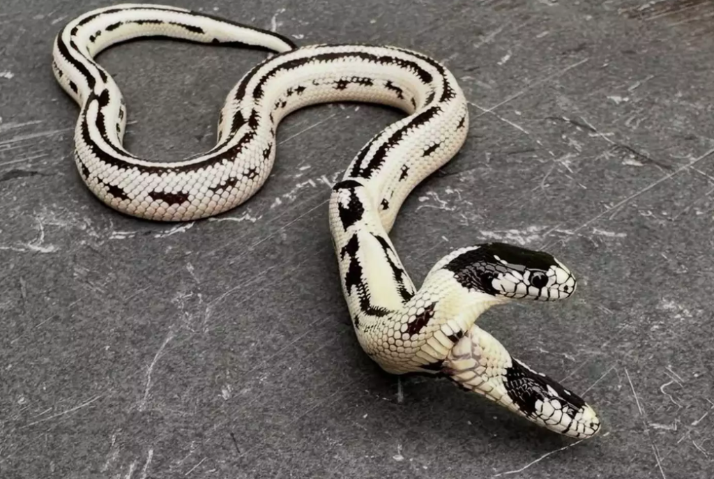 Two-Headed Snake: Zeke and Angel’s Amazing Journey Two-Headed Snake