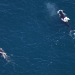 North Atlantic Right Whale