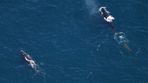 North Atlantic Right Whale