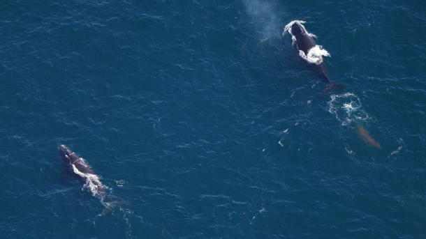 North Atlantic Right Whale