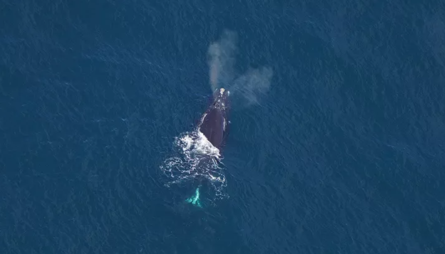 North Atlantic Right Whale